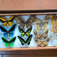 collezione farfalle, coleotteri e imenotteri 