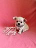 chihuahua-femmina-a-pelo-lungo-con-pedigree-enci