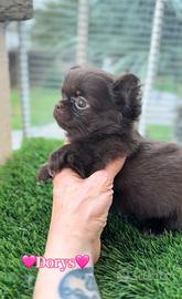 Chihuahua femmina cioccolato pelo lungo