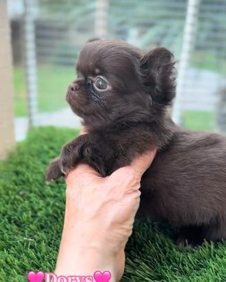 Chihuahua femmina cioccolato pelo lungo