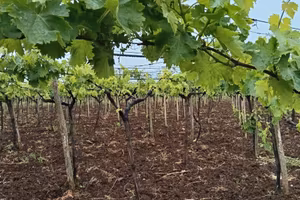 Vendita vigneto