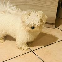 Cucciole maltese