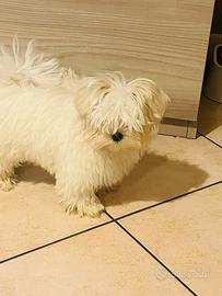 Cucciole maltese