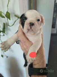 Cuccioli di bulldog francese