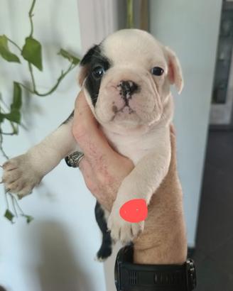 Cuccioli di bulldog francese