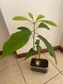 Pianta di avocado