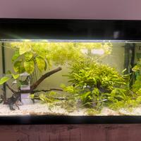 Acquario Askoll Pure XL 100l + Accessori