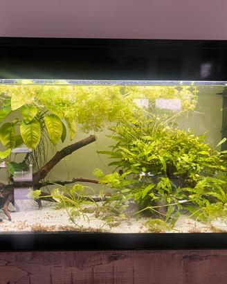 Acquario Askoll Pure XL 100l + Accessori