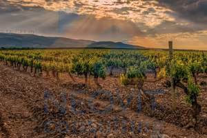 Terreno Agricolo a Saronno