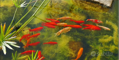 Pesci rossi e piante