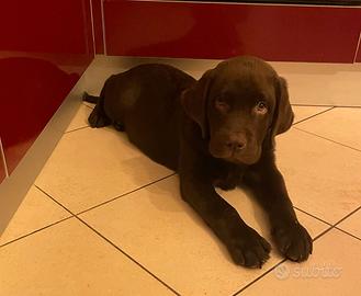 Labrador cucciolo choccolate