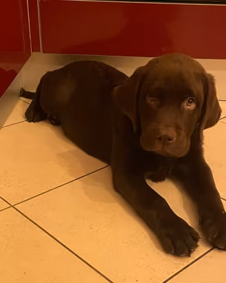 Labrador cucciolo choccolate