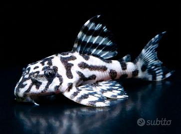 Hypancistrus l236 sw