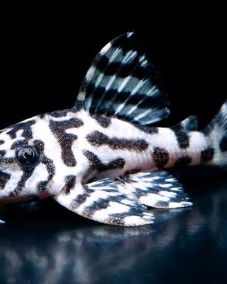 Hypancistrus l236 sw
