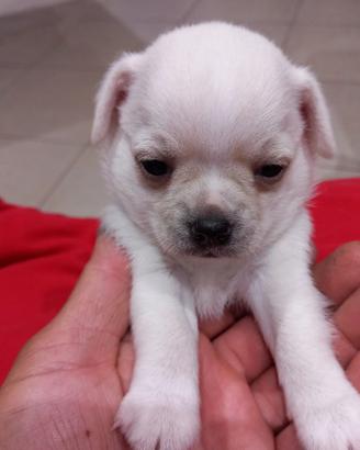 Chihuahua