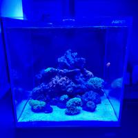 Acquario Marino Aqpet Kubic 50