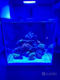 Acquario Marino Aqpet Kubic 50