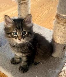 Gattini siberiani
