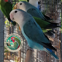 Pappagalli Roseicollis Selezionati