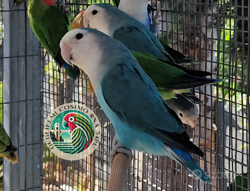 Pappagalli Roseicollis Selezionati