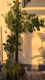 Pianta ficus Benjamina