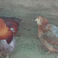 Coppia galline araucana