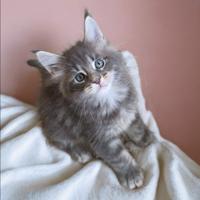 Cucciola maine coon con pedigree