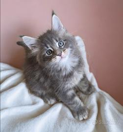 Cucciola maine coon con pedigree