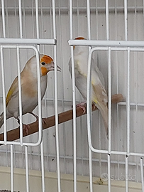 Cardellini Major mutati