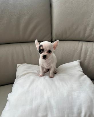 Chiuahua mini toy