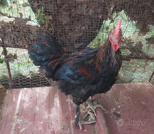 Galline Marans coppia