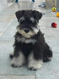 Cucciolata di schnauzer nani nero argento