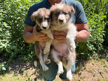 Cuccioli di Border Collie Sable (zibellino)