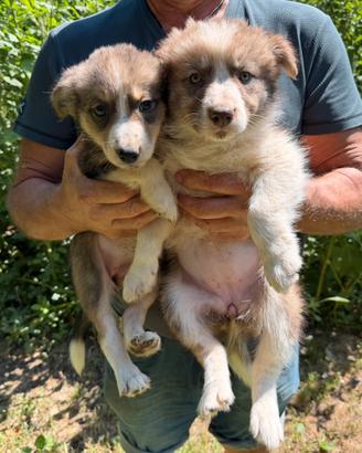 Cuccioli di Border Collie Sable (zibellino)