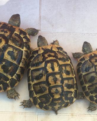 Tartarughe femmine hermanni hermanni cites c