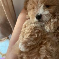 Maltipoo