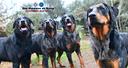cani-da-pastore-di-beauce-beauceron-