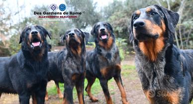 Cani da Pastore di Beauce (Beauceron)