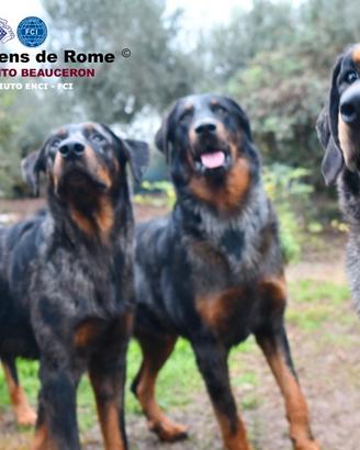 Cani da Pastore di Beauce (Beauceron)