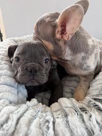 Bulldog francese