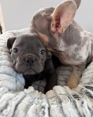 Bulldog francese