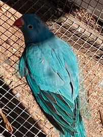 Uccelli