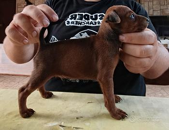cucciolo di pinscher 