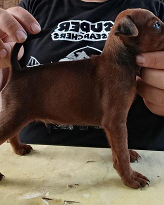 cucciolo di pinscher 