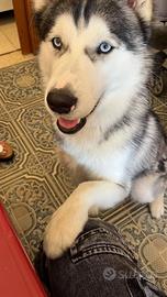 Husky femmina in adozione