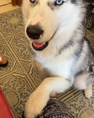 Husky femmina in adozione