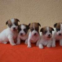 Jeck russell tricolore zampa corta