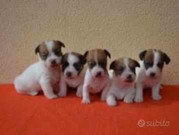 Jeck russell tricolore zampa corta