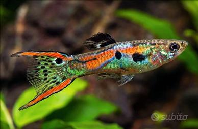 Guppy endler (poecilia wingei)