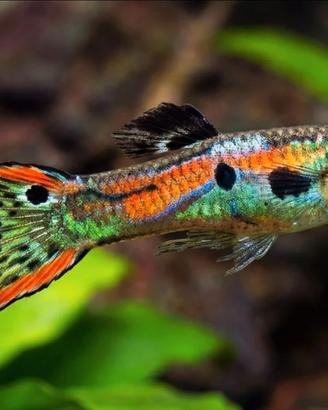 Guppy endler (poecilia wingei)